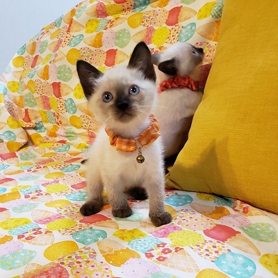 【8/11東銀座】マロンくん2ヵ月♪ サムネイル3