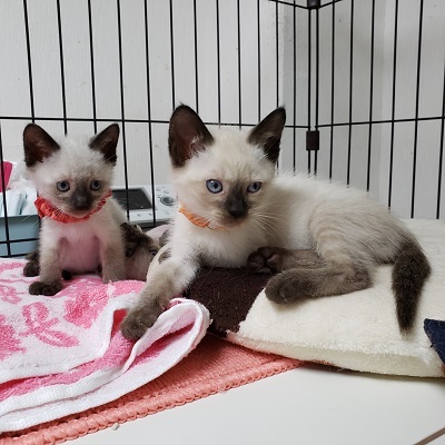 【8/11東銀座】マロンくん2ヵ月♪ サムネイル4