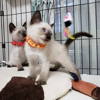 【8/11東銀座】マロンくん2ヵ月♪ サムネイル5