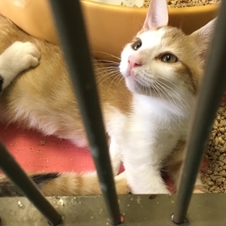 ４匹の子猫が右前脚のない成猫と一緒に収容