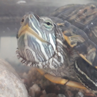 ミドリガメ兄弟の里親募集