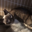 シャム風まん丸おめめのしずくちゃん♪
