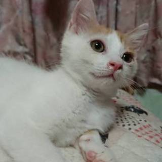 おっとり茶白のひかる君