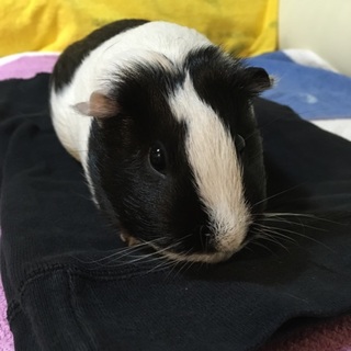 モルモット ノーマル白黒  生後9ヶ月 メス