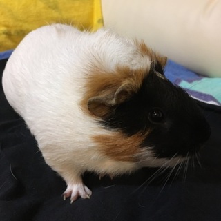 モルモット ノーマル ちょっぴり巻き毛 メス