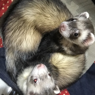 マーシャル♂4歳、パス♂3歳 2匹一緒に