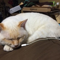 シロ
