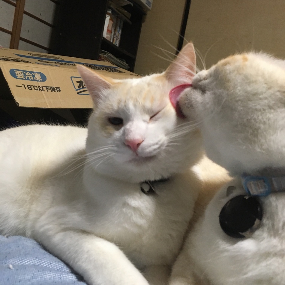 シジミのカバー写真