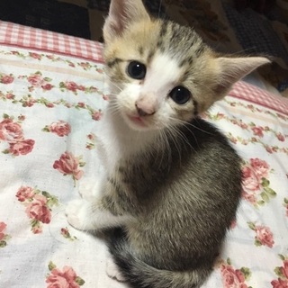 白×茶トラ♀　生後１ヶ月