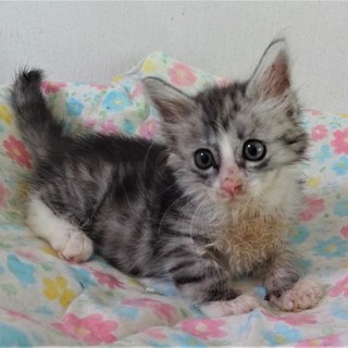 長毛グレー縞、イケメン、エルモ君