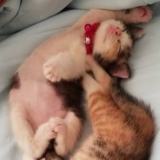 お見合い予定あり、募集一時停止