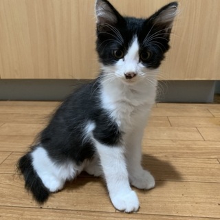 外で頑張ってきた子猫たちです。