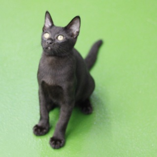 譲渡対象猫のご紹介