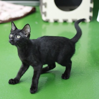 譲渡対象猫のご紹介