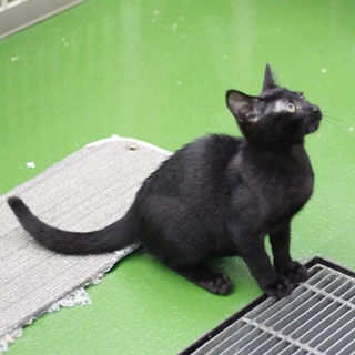 譲渡対象猫のご紹介