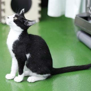 譲渡対象猫のご紹介