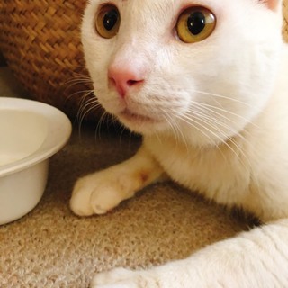 白ネコの男の子、ゴロゴロスリスリ人間大好きです