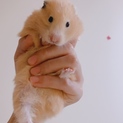 キンクマ雌