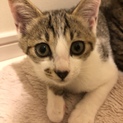 とってもかわいい3兄弟です。3か月です！