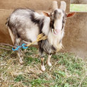 山ヤギ★オス４歳　里親募集中！