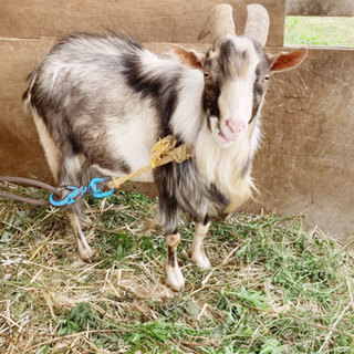 山ヤギ★オス４歳　里親募集中！