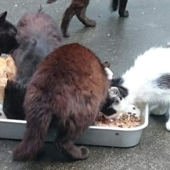 pepomama0323のカバー写真