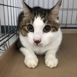 譲渡されました。