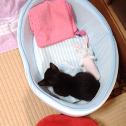 「家に来て1週間」サムネイル1