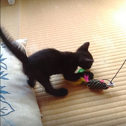 「家に来て1週間」サムネイル2