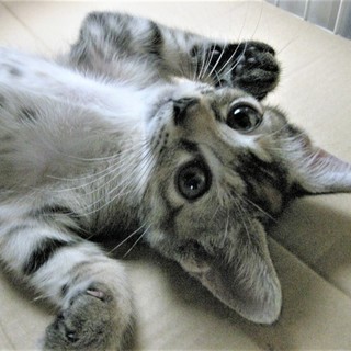 小さなイケイケ、星空（セイラ）ちゃん