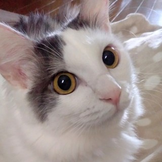 甘えん坊女子長毛系フワトゥル18年8月生れ