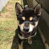 散歩デビューに向けて
