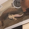 ぽにょ07