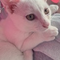 おりこうさん3ヶ月白猫くん