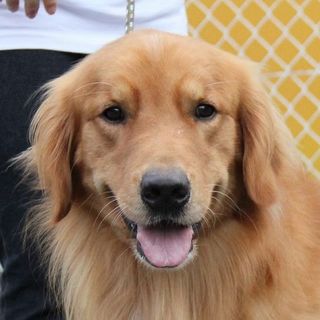 5才3か月女の子　～繁殖犬引退～