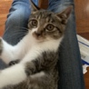 3ヶ月男の子やんちゃな子猫くん サムネイル4