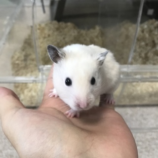 ゴールデンハムスター