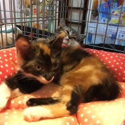 仔猫わんさか譲渡会！！　春日井さくら猫の会＆きーちゃんち