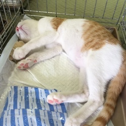 守山ぽかぽか温泉だよ！ネコの譲渡会