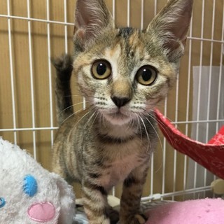 生後2-3か月人慣れ抜群ムギワラ柄るびちゃん