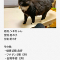 とても人懐っこい猫ちゃんです♫