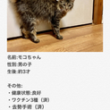 シッポがポンポンで可愛い猫ちゃん♫