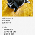 人懐っこい大きな猫ちゃんです♫