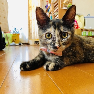 優しいサビ子猫ちゃん【4ヶ月】