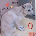 千葉の素敵な家族にむかえられました！！