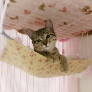 愛されキャラで超人懐っこい！ベンガル猫風の伊織くん