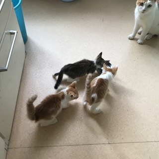 入園にゃんず（╹◡╹）