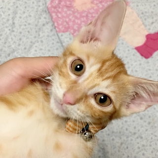 【里親さま決定】お耳の大きな茶トラ まいか君