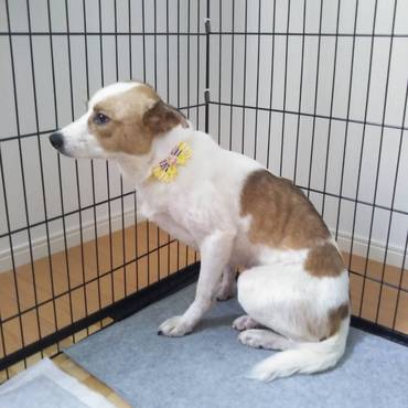 栃木から埼玉の素敵な家族に迎えられた元野犬 慣れてきて初めてのシャンプーぴっかぴかの写真が送られてきた(๑♡ᴗ♡๑)