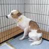 栃木から埼玉の素敵な家族に迎えられた元野犬 慣れてきて初めてのシャンプーぴっかぴかの写真が送られてきた(๑♡ᴗ♡๑)